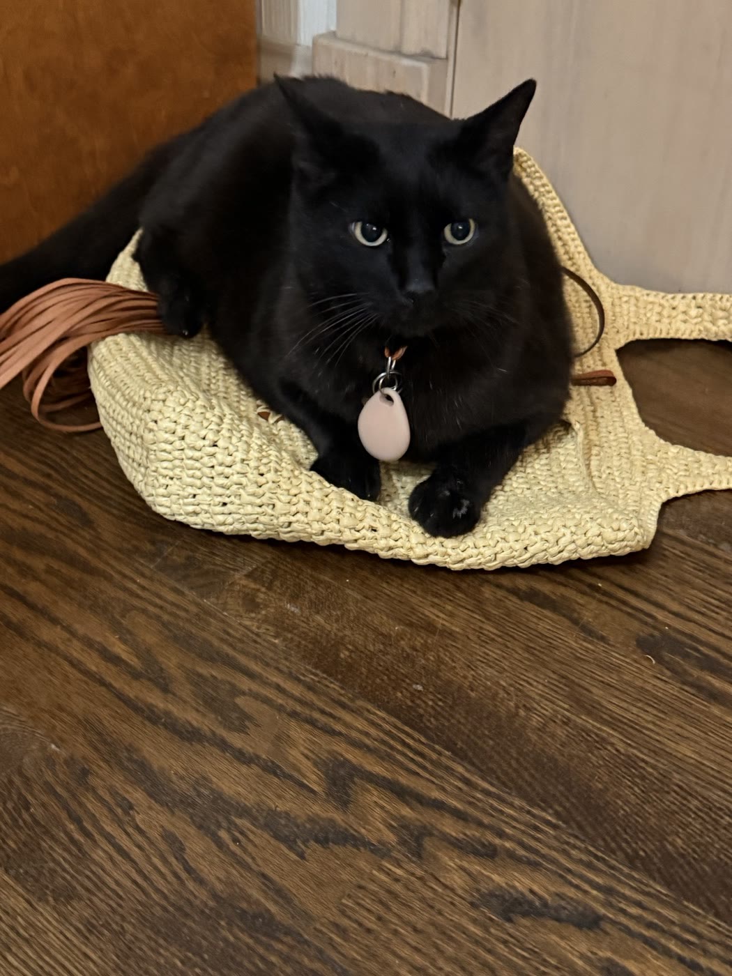 Percy sitting inside a straw bag, looking straight at the camera, his name tag showing