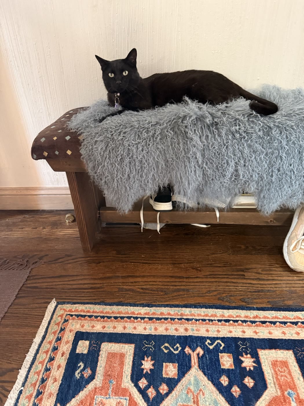 Percy on a grey sheepskin on a wooden bench