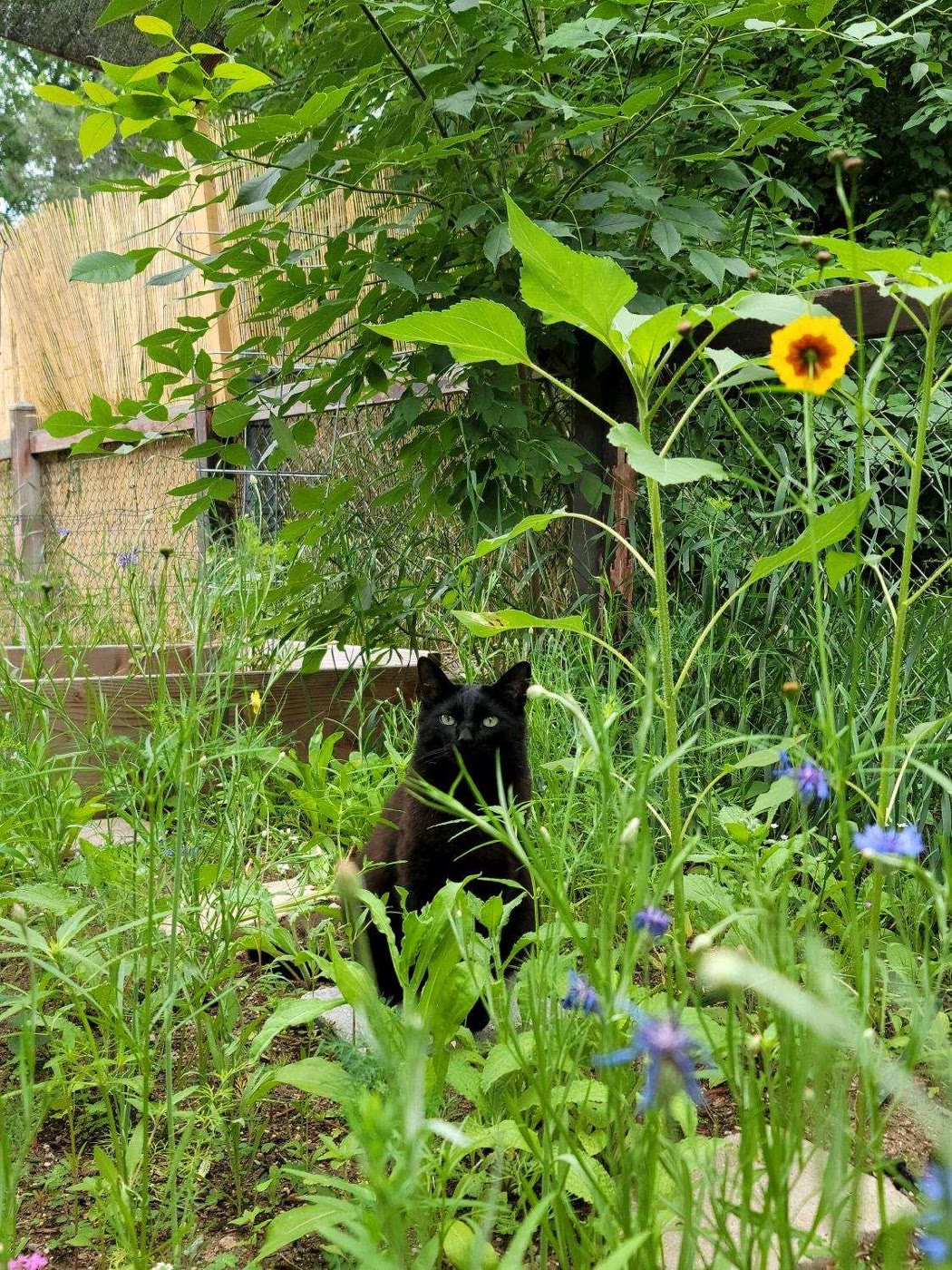 Percy sitting in tall grass and wildflowers beside a sunflower