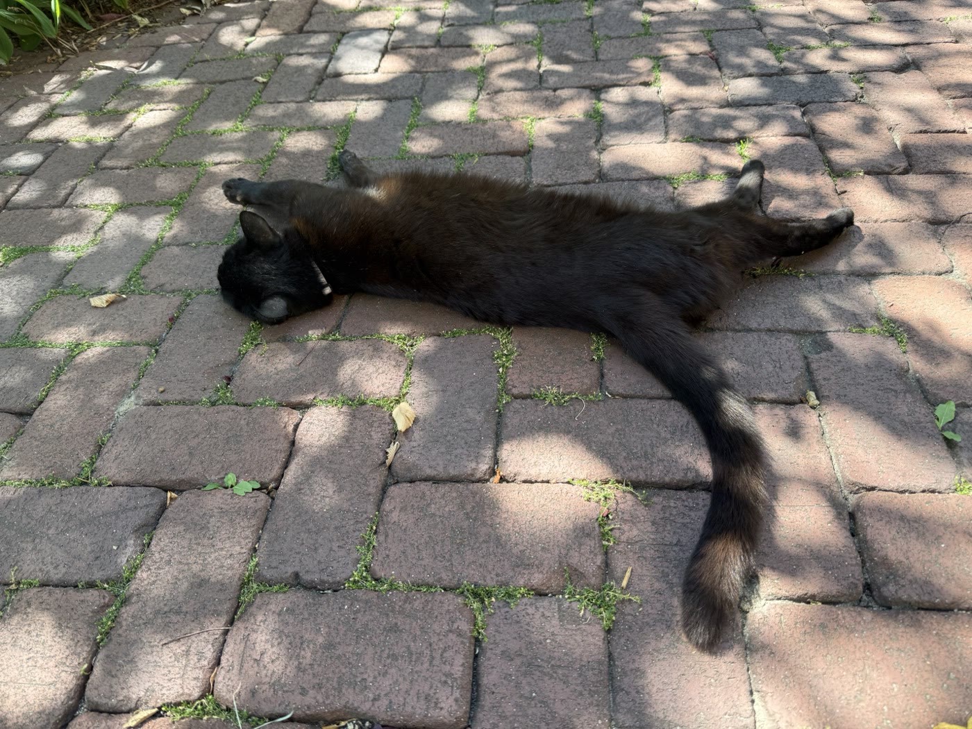 Percy lying flat out in dappled shade on cobblestones