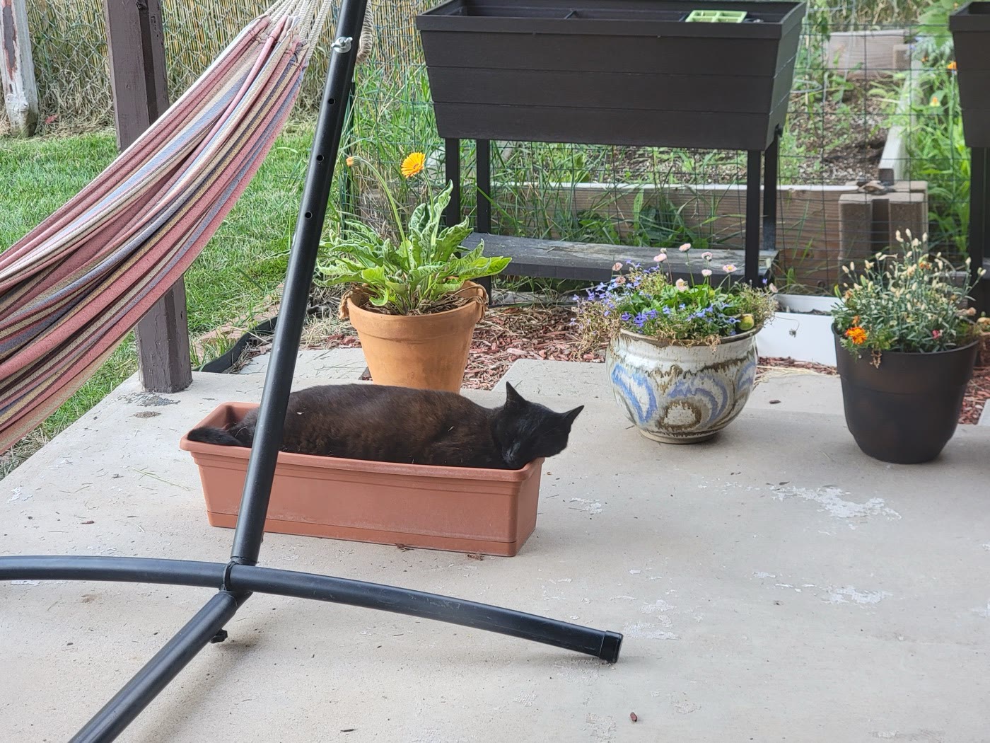 Percy curled inside a terracotta window box on a patio
