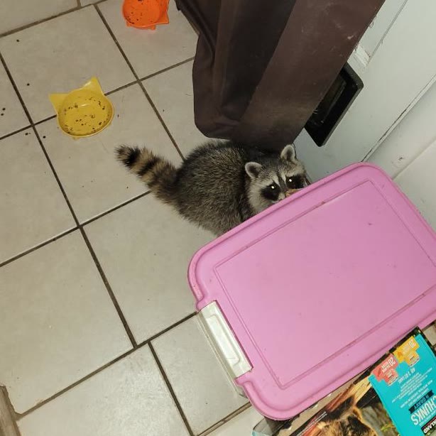A raccoon standing on the kitchen floor beside the cat bowls, looking directly at the camera