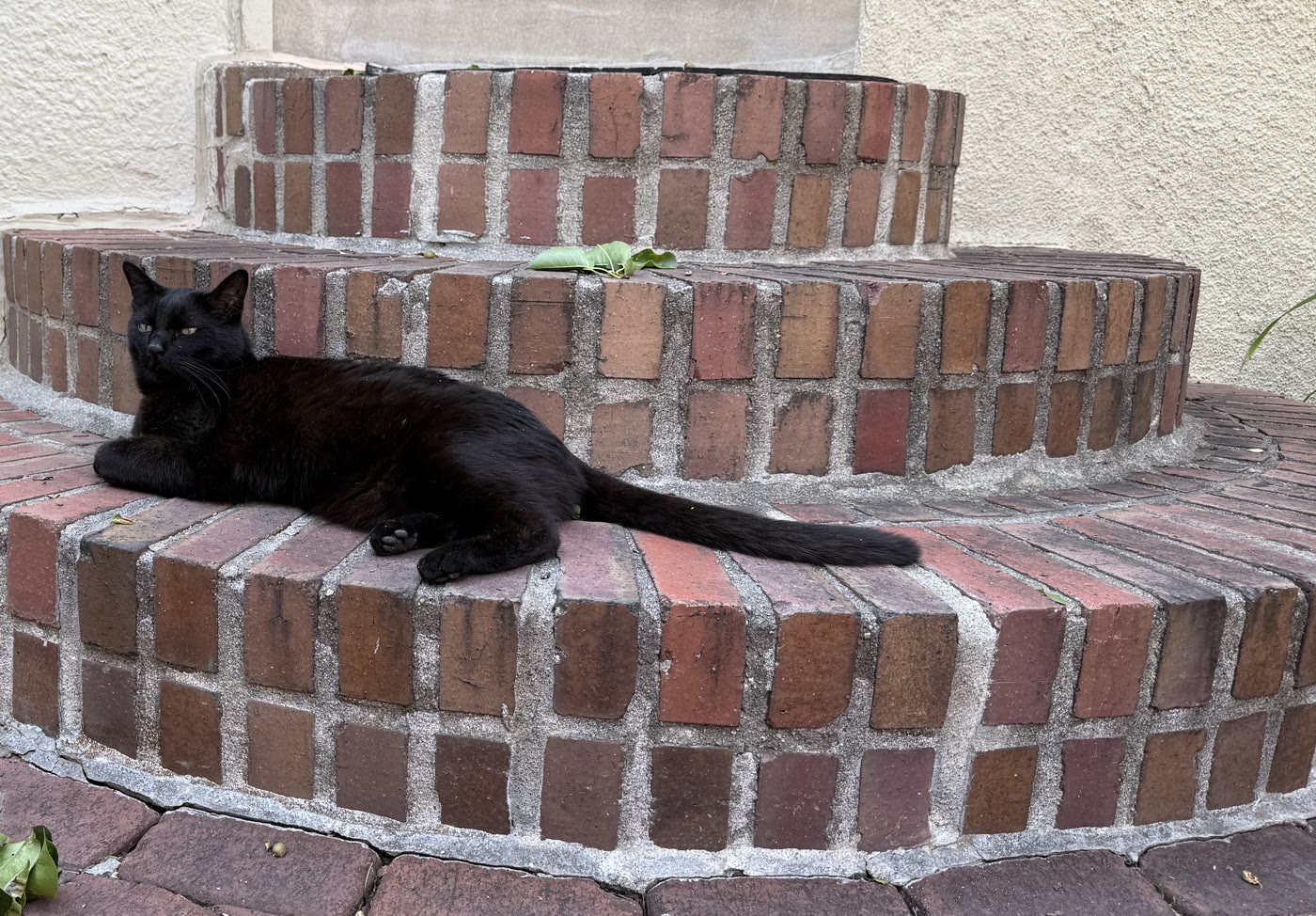 Percy stretched along a brick step, tail across the brick